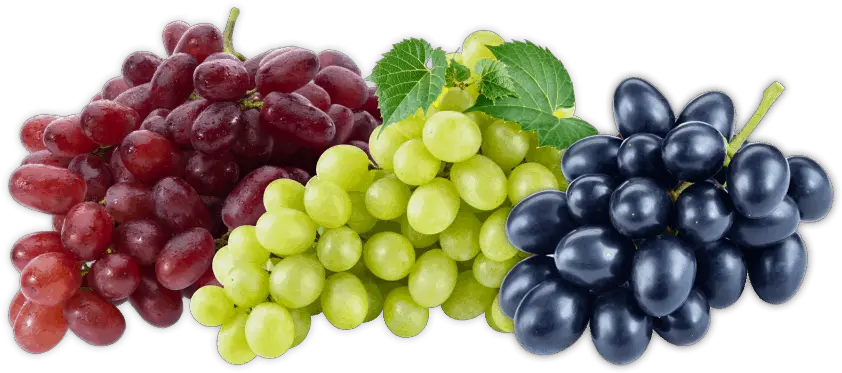 Download Grapes Fruit Hd Png Fruits Grapes Grape Png