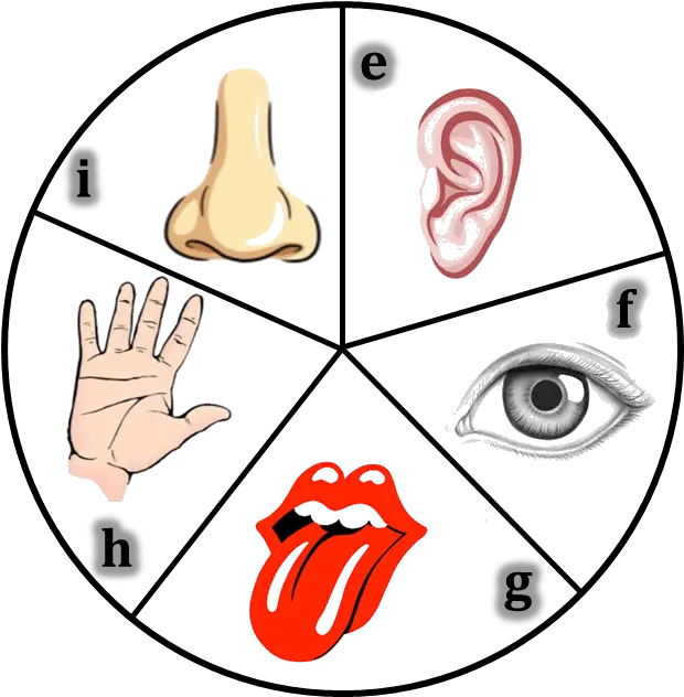 Tongue Clipart 5 Senses Figure Of Sense Organs Png 5 Senses Icon