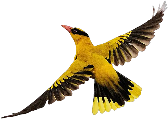 Bird Flight Birds Flying Png Download 1024683 Free Birds Flying Images Download Flying Png