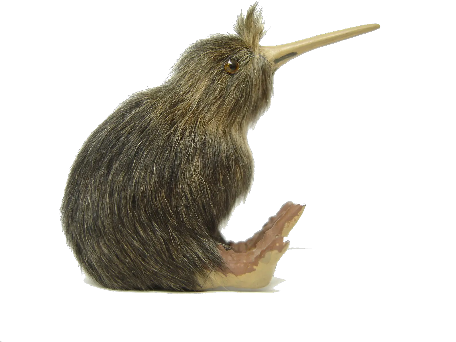 Kiwi Bird White Background Png Image Cannot Fly Bird Name Kiwi Bird Png