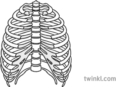 Rib Cage Black And White Illustration Twinkl Illustration Png Rib Cage Png