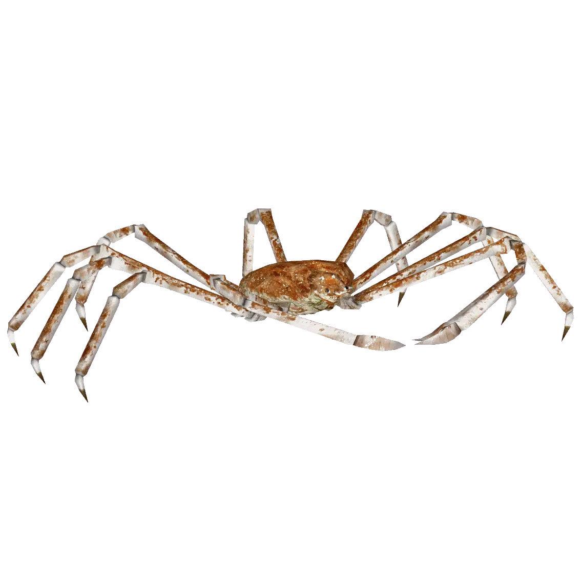 Download Spider Crab Png Japanese Spider Crab Transparent Crab Transparent Background
