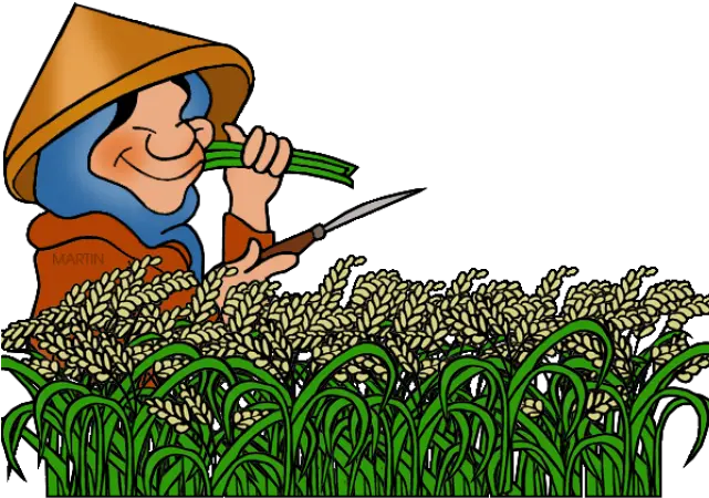 Rice Clipart Clipart Rice Plant Png Download Full Size Agriculture Cartoon Crops Png