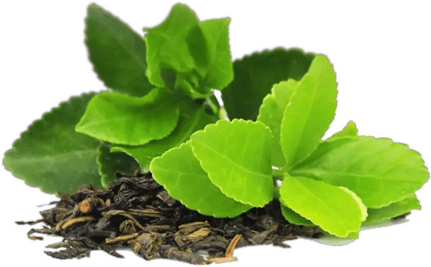 Download Green Tea Png Transparent Image Free Transparent Green Tea Scientific Name Mint Leaves Png