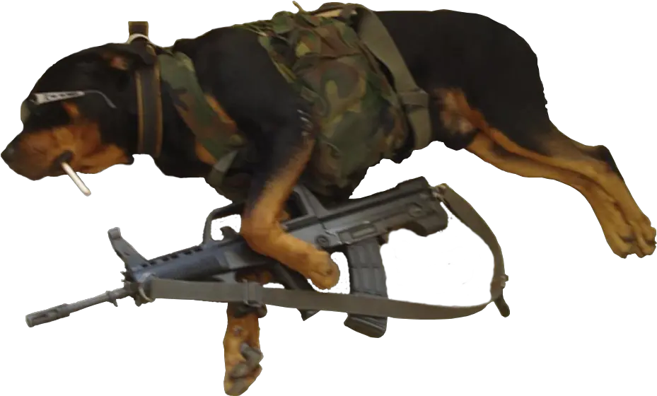 Dog Dressed As Soldier Holding Rifle Imgur Dog Dressed As A Soldier Png Holding Gun Png