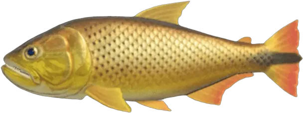 Index Of Publicimagesfish Animal Crossing New Horizons Dorado Png Transparent Ribbon Eel