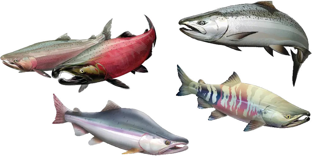 Salmon California Salmon Species Png Salmon Transparent