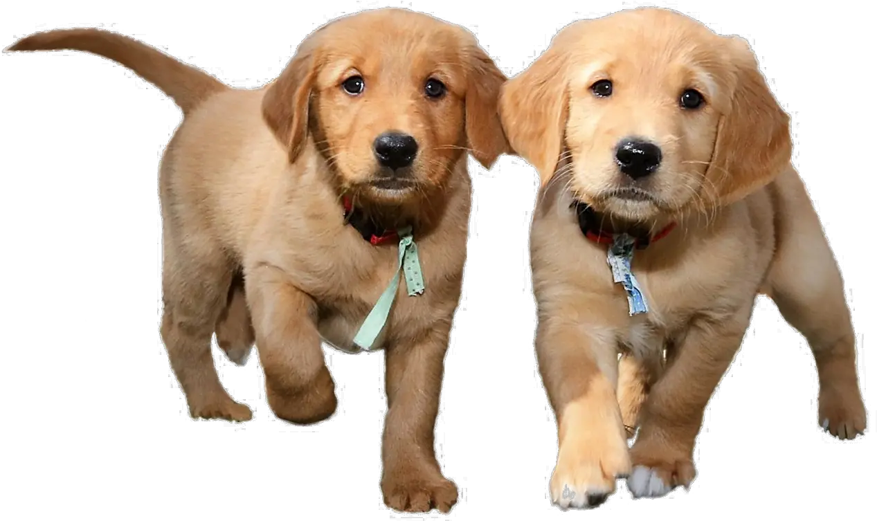 Puppies Png Background Image Arts Png Files With Transparent Background Puppy Transparent Background