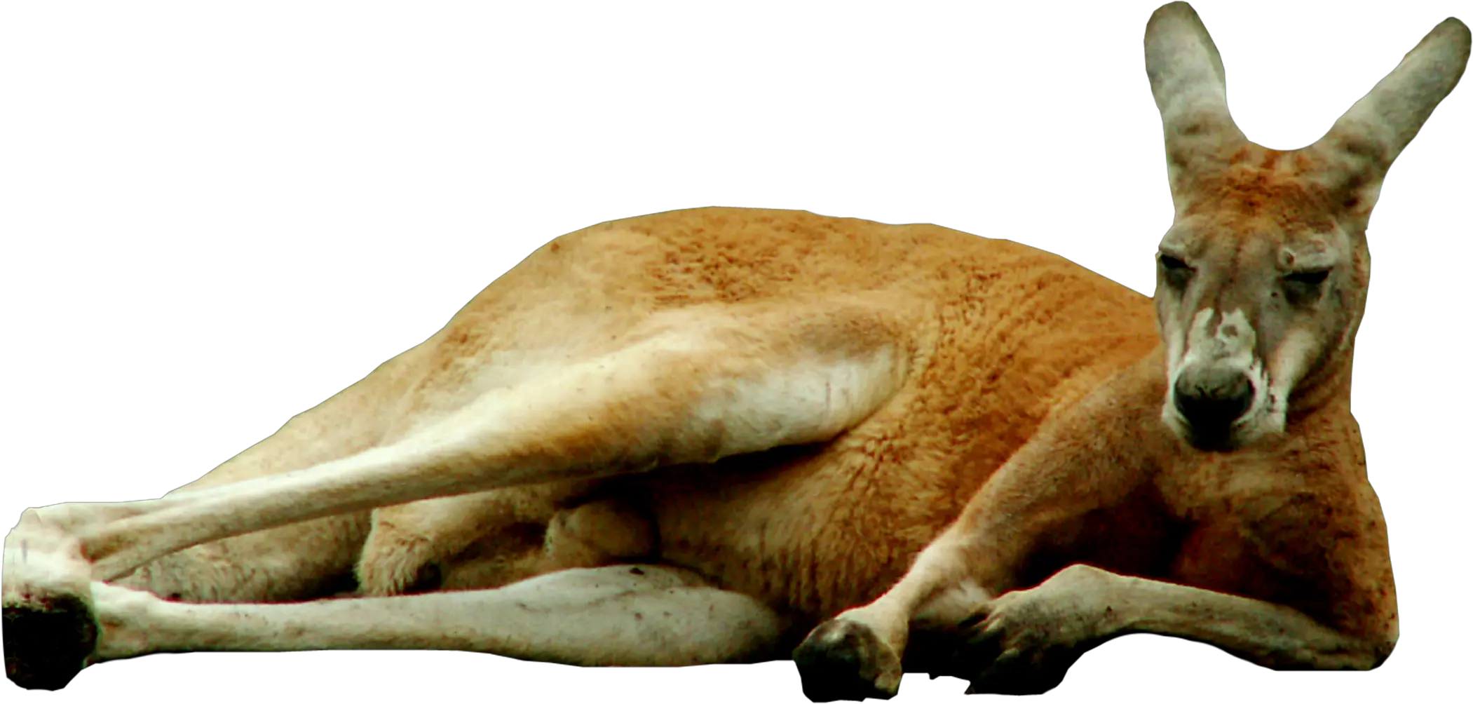 Relaxing Kangaroo Png Transparent Image Kangaroo Transparent Background Png Kangaroo Transparent Background