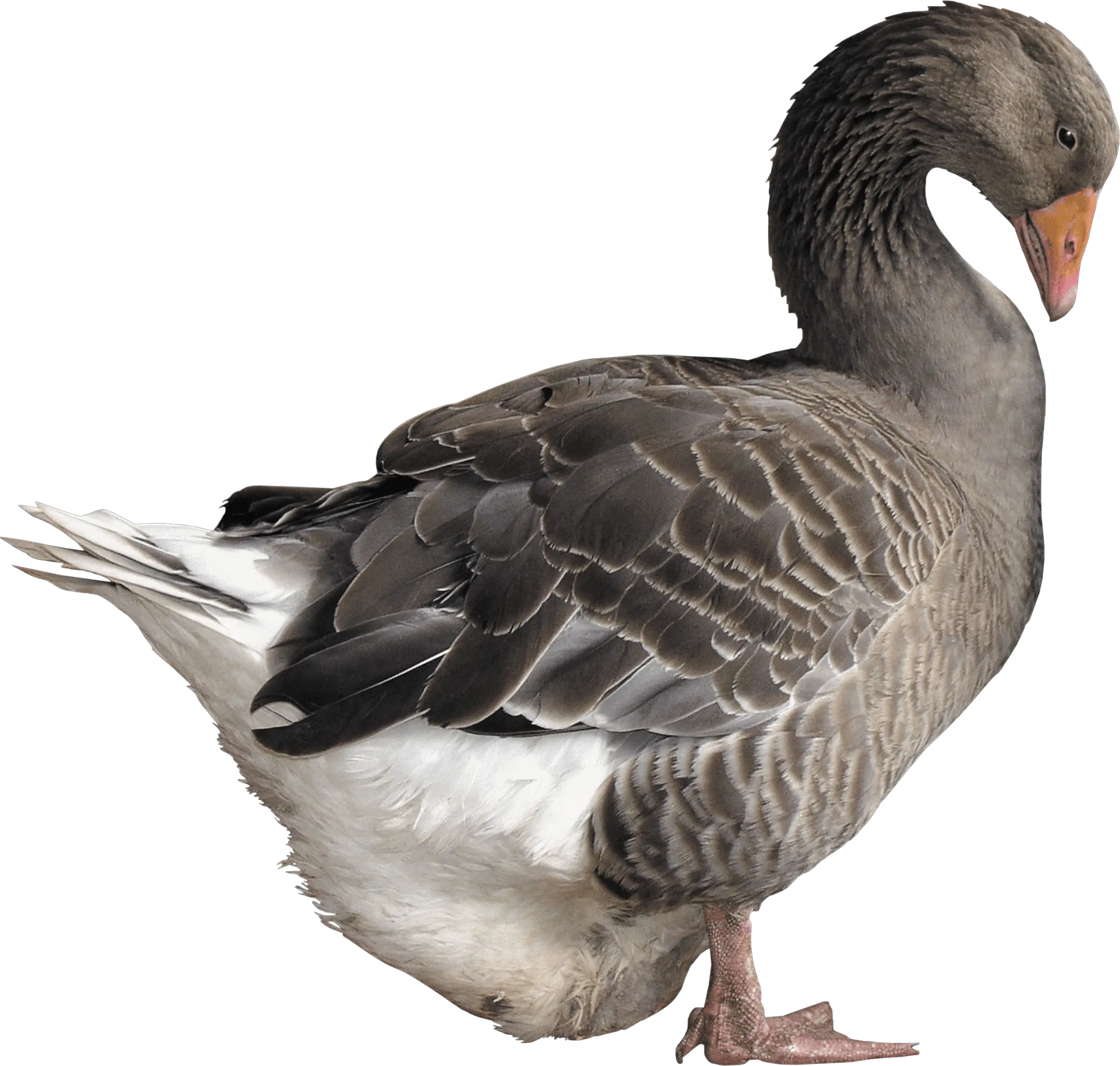 Grey Goose Png Image Grey Goose Bird Png Goose Transparent