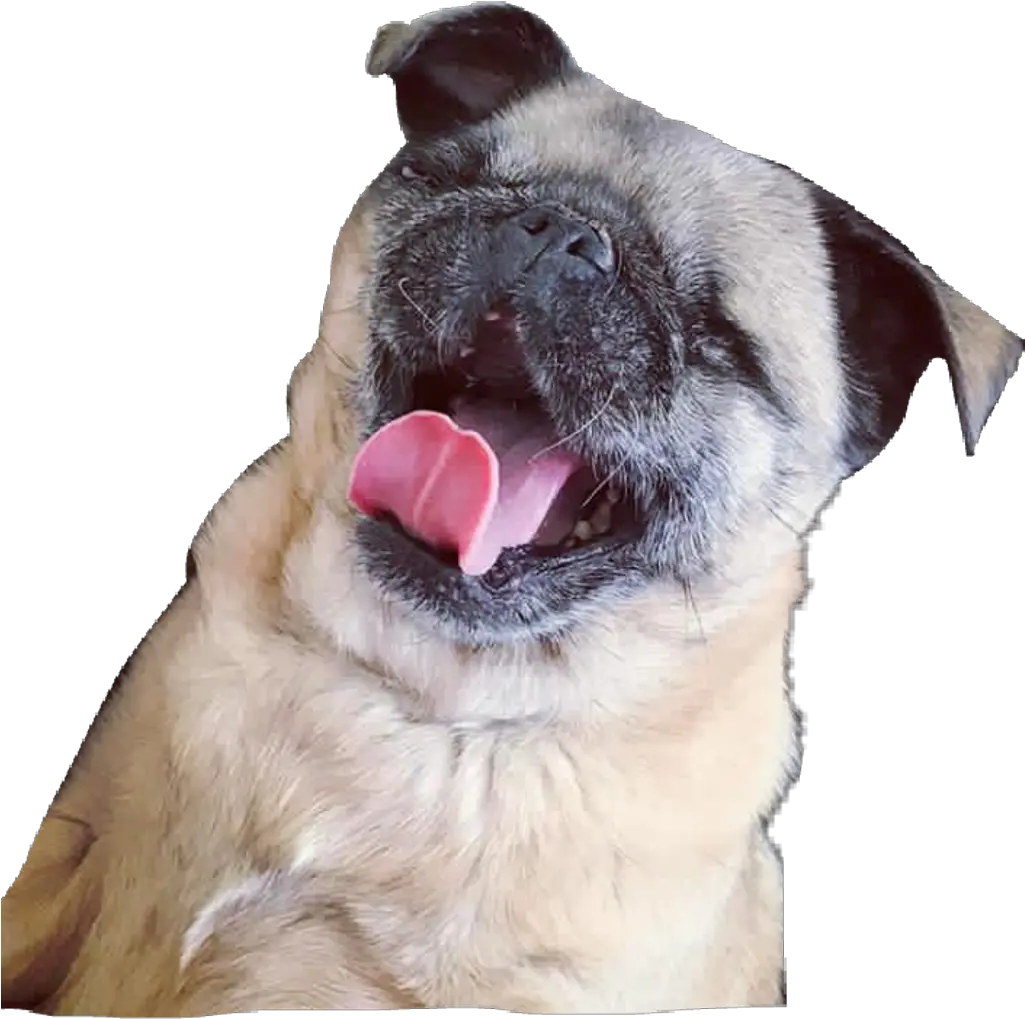 Download Hd Maya Sticker Maya Pug Transparent Png Pug Png