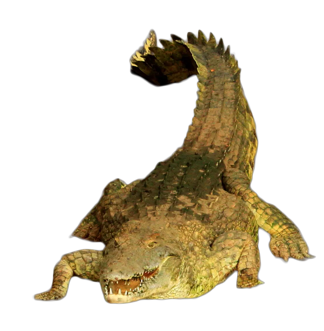 Green Crocodile Png Image Purepng Free Transparent Cc0 Portable Network Graphics Alligator Transparent Background