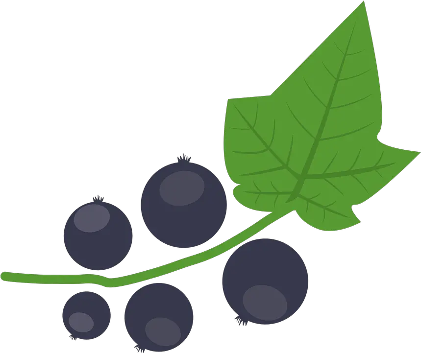 Blackcurrant Berry Autumn Free Vector Graphic On Pixabay Blackcurrant Illustration Png Autumn Leaf Png