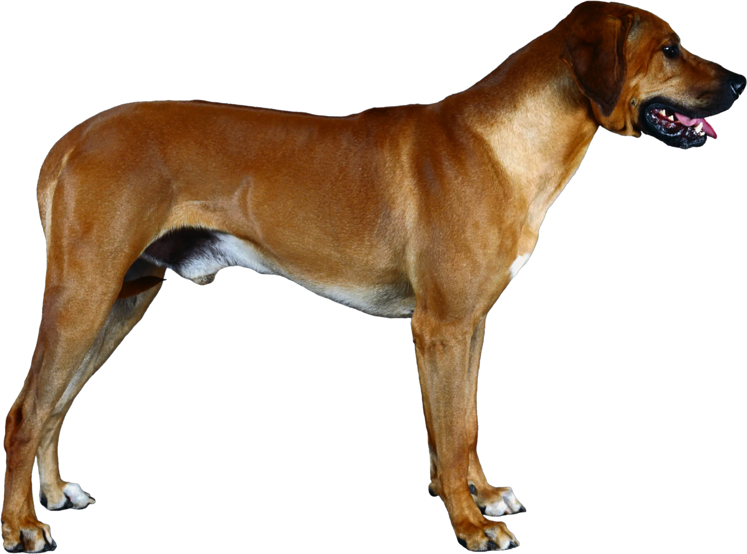 Dog Png Image Dogs Puppy Pictures Free Download Rhodesian Ridgeback Png Dogs Png