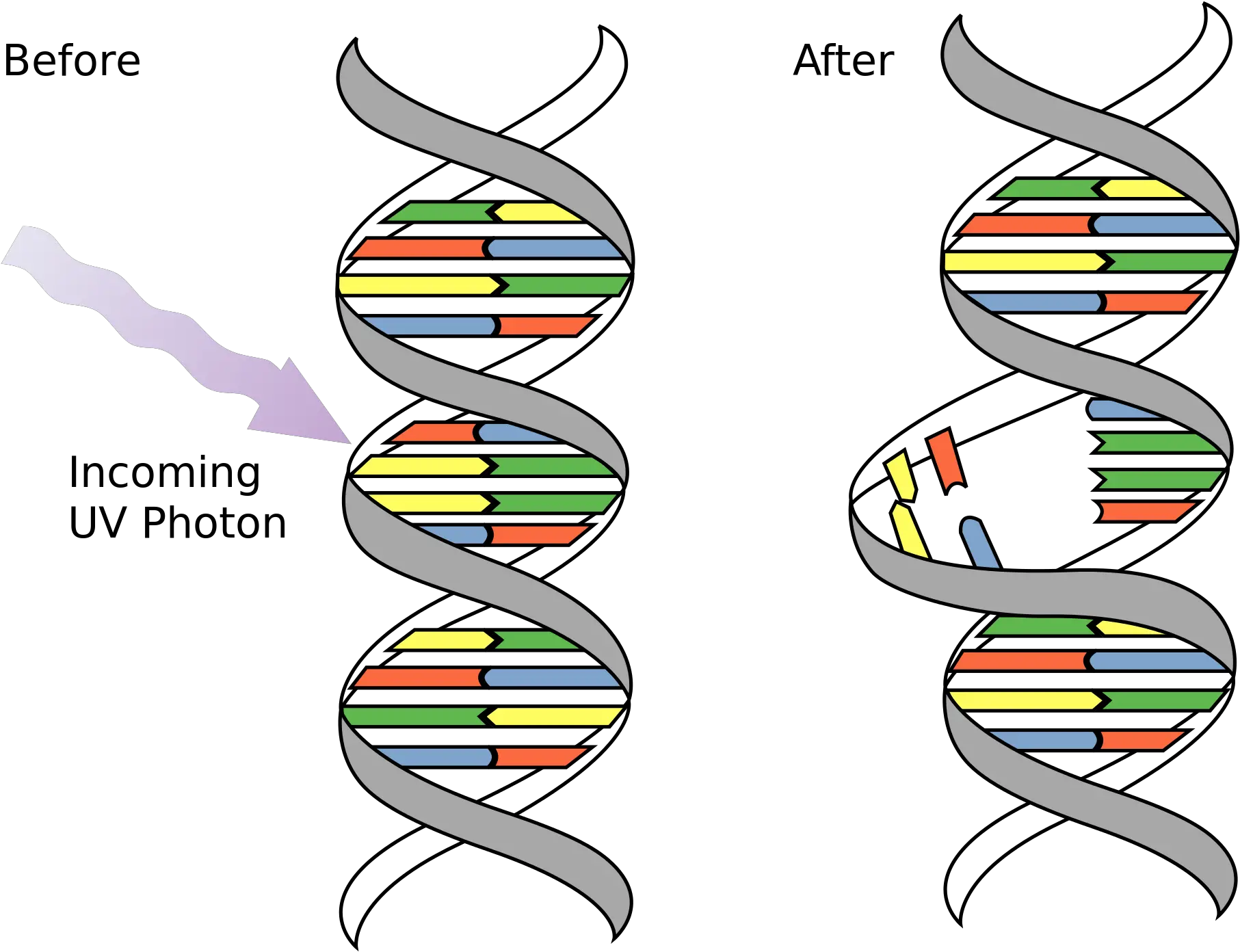 Dna Mutations Genetics Generation Dna Mutations Png Dna Transparent Background