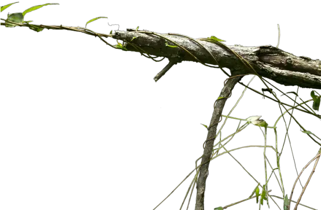 Branch Png Transparent Images Exotic Tree Png High Branch Hd Png Branches Png