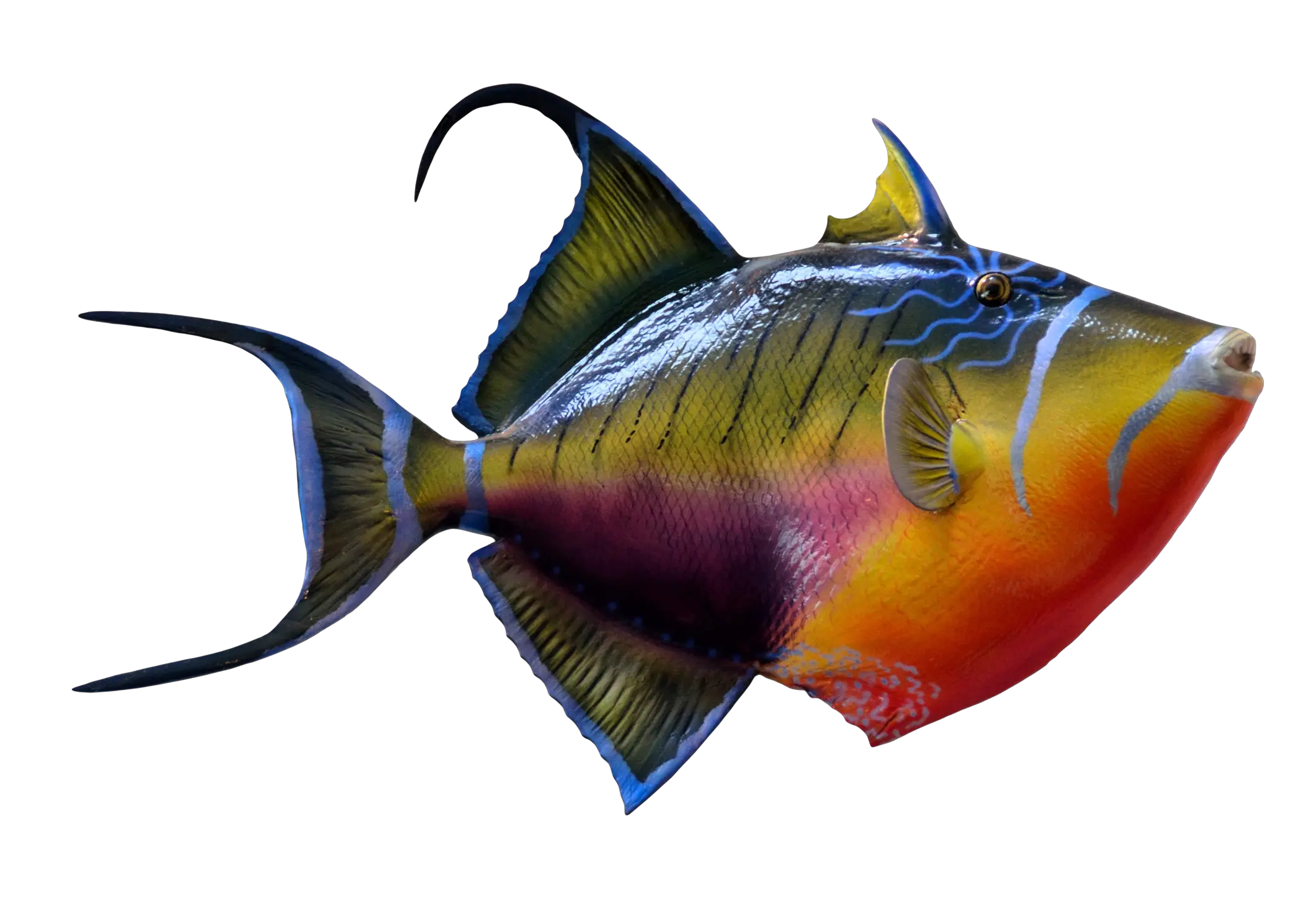 Colorful Fish Png Image Transparent Background Fish Transparent Ocean Fish Png