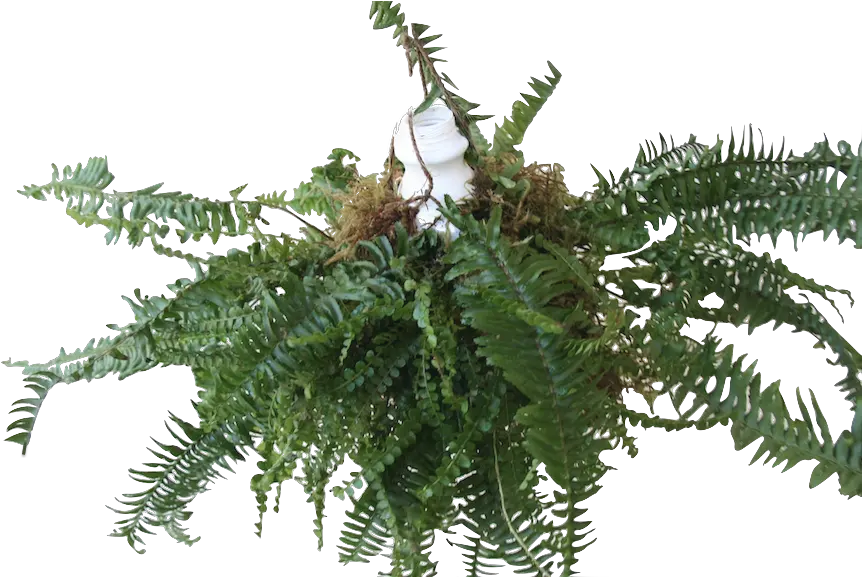 Fern Pendant Botanical Design Vascular Plant Png Fern Png