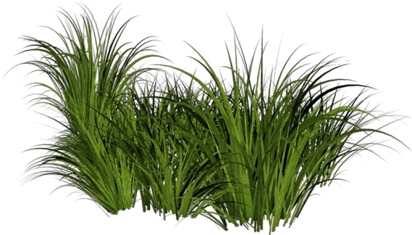 Grass Png Images Pictures Transparent Background Grasses Png Wild Grass Png