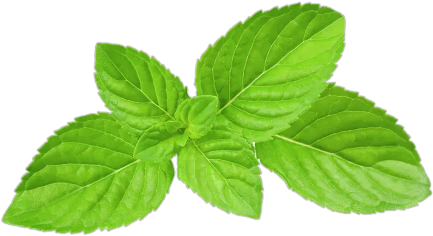 Mint Leaves Transparent Plant Vector Transparent Mint Leaf Png Mint Leaves Png