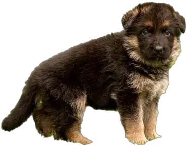 German Shepherd Puppy Png File Know A Pure German Shepherd Puppy German Shepherd Png