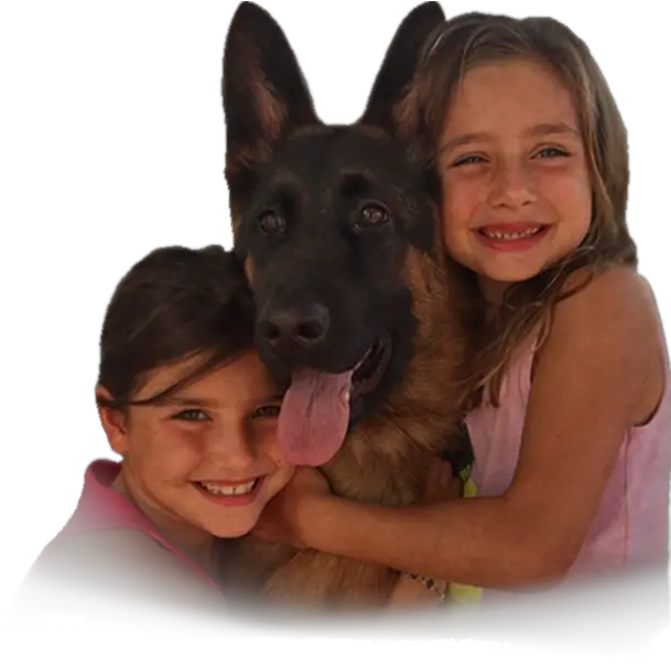 German Shepherd Old German Shepherd Dog Png German Shepherd Png