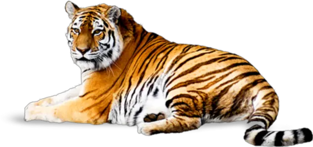 Tiger Png Transparent Background Image For Free Download 17 Tiger Hd Png Tiger Transparent Background