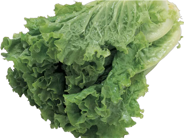 Lettuce Clipart Transparent Background Butter Lettuce Transparent Background Lettuce Png Butter Png