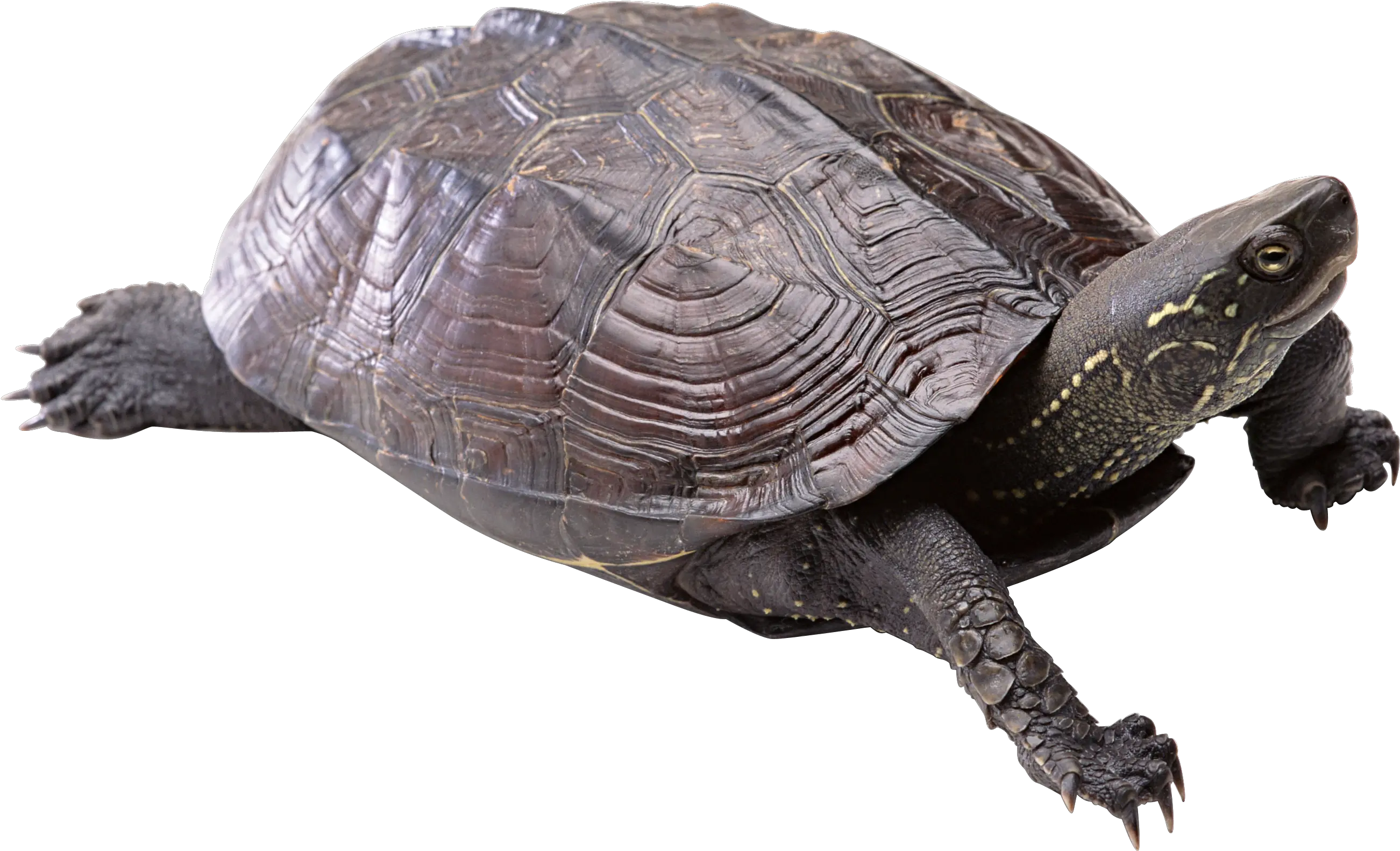 Turtle Png Images Free Download Transparent Background Turtle Png Tortoise Png