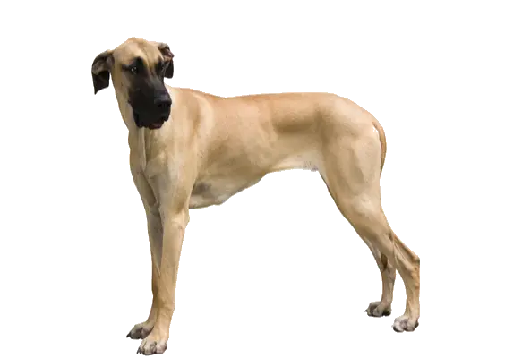 Biggest Dogs Great Dane Transparent Background Png Great Dane Png