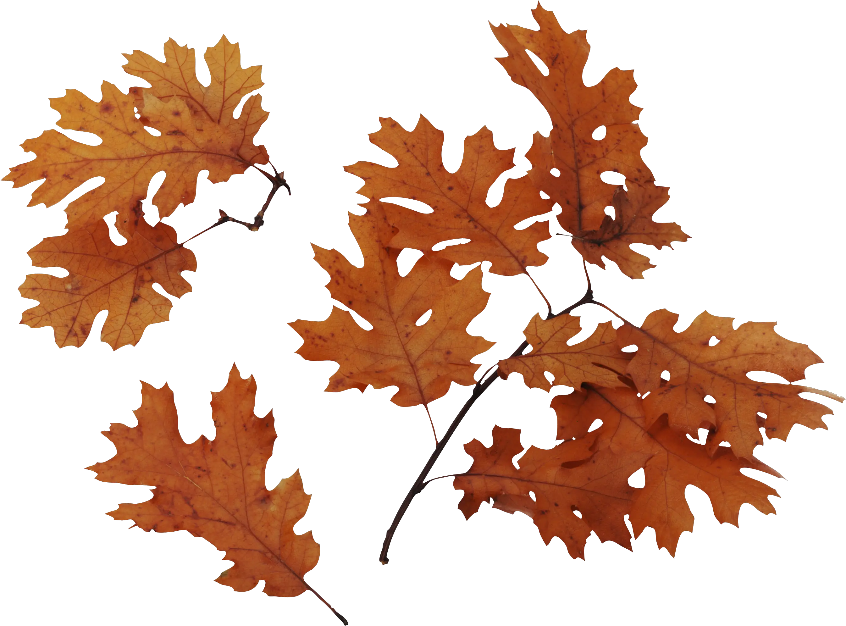 Download Autumn Leaves Png Image For Free Realistic Fall Leaves Png Autumn Leaves Png