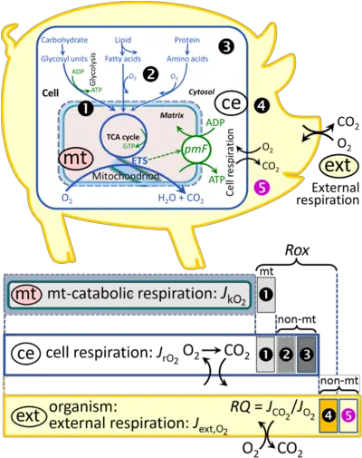 Gnaiger 2019 Mitofit Preprint Arch Bioblast Reduction Of Mitochondrial Respiration Png Mitochondria Png