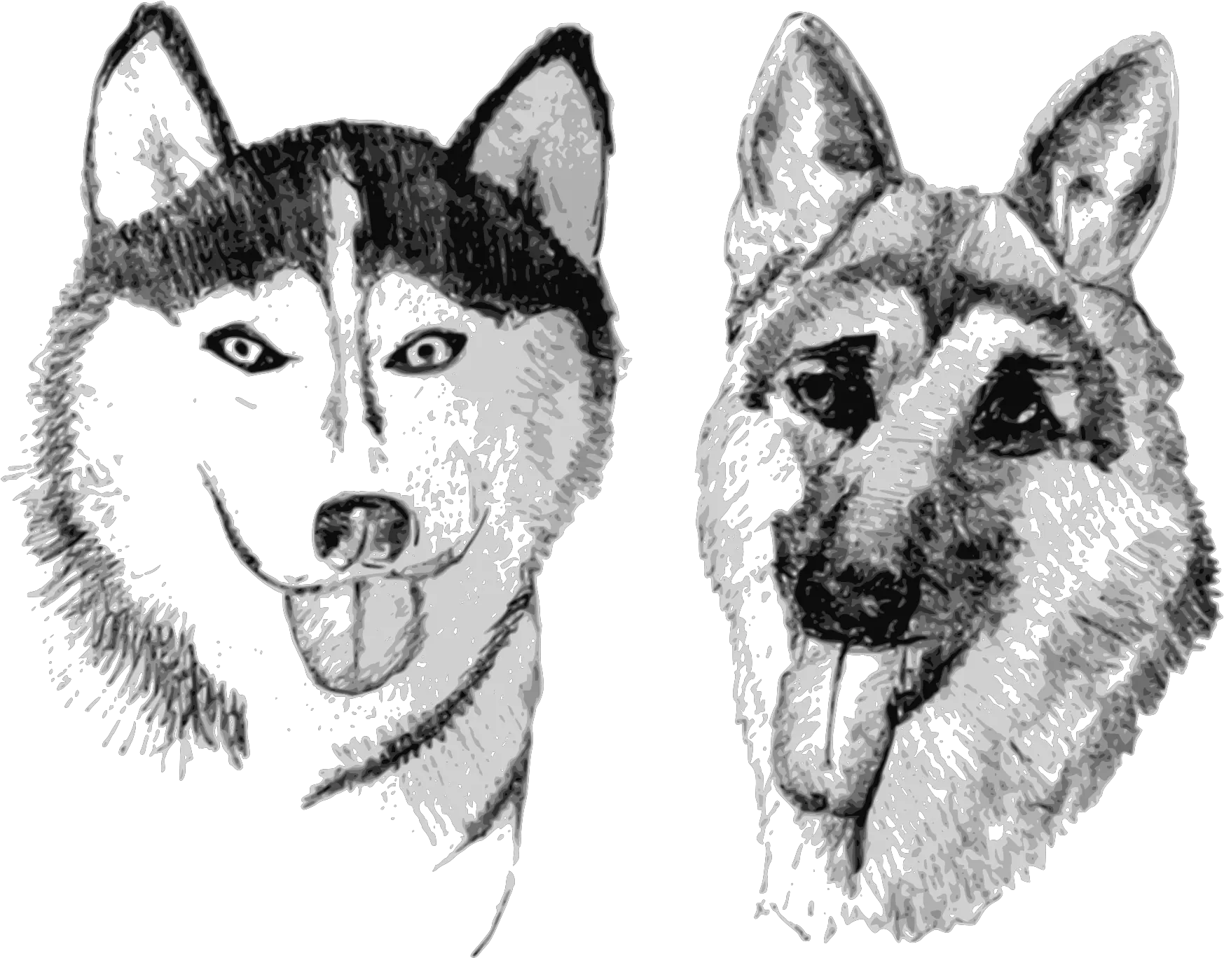 German Shepherd Png Husky And German Shepherd Clipart Husky Png