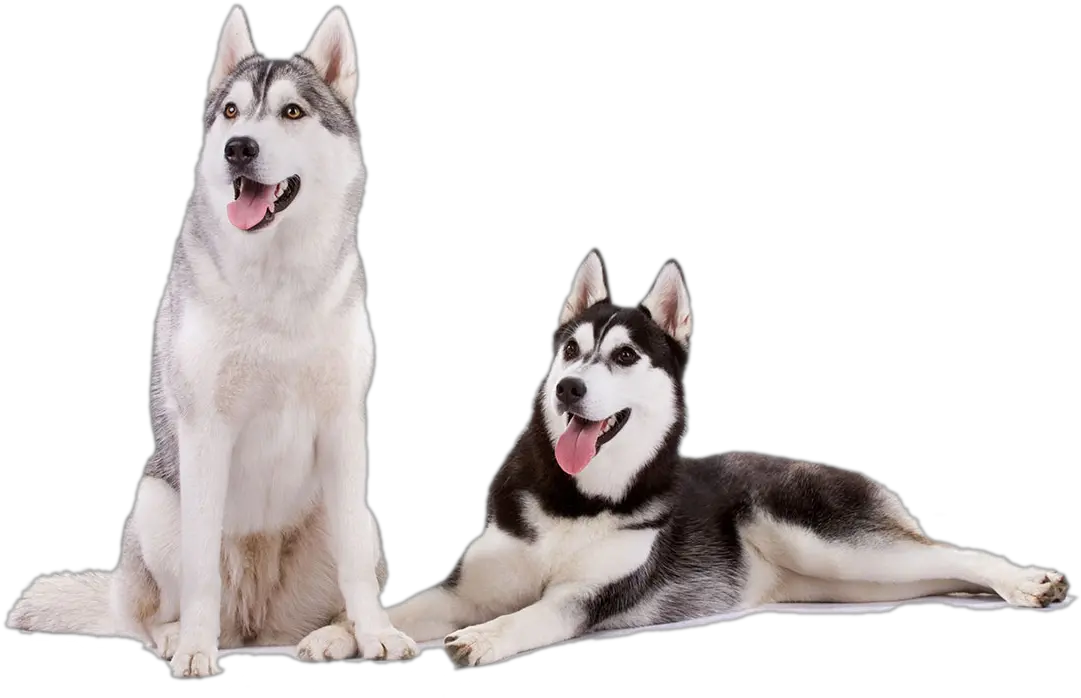 Siberian Husky Png Transparent Transparent Png Husky Png Husky Png