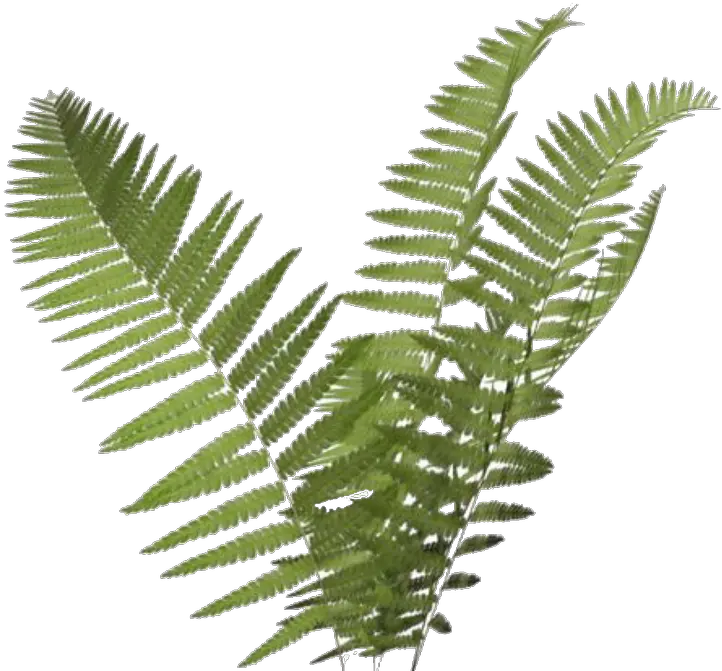 Fern Clipart Transparent Background Transparent Background Fern Transparent Png Clipart With Transparent Background