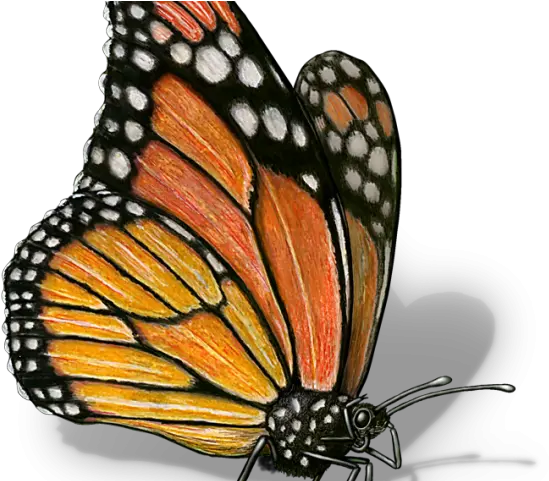 Monarch Butterfly Clipart Illustrated Monarch Butterfly Science Cliaprt Png Monarch Butterfly Png