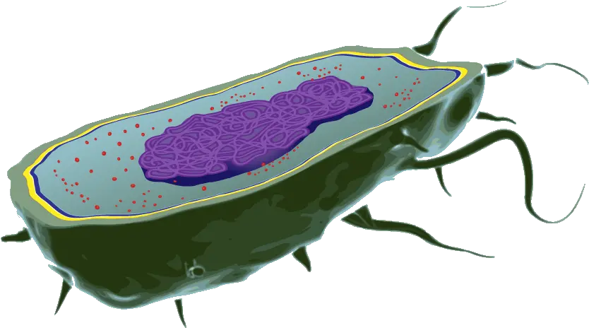 Evo Ed E Coli Cell Biology Cell With Transparent Background Png Cell Png