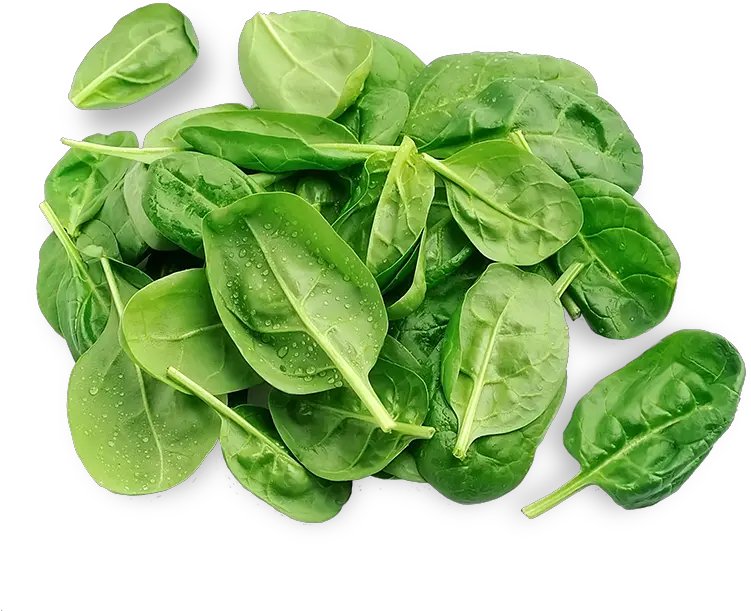 Download 3 Spinach Png Image With No Background Pngkeycom Tatsoi Spinach Png