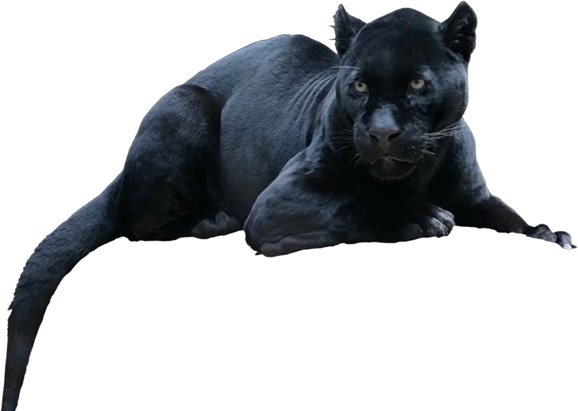 Jaguar Psd Official Psds Black Panther In Real Life Png Panther Transparent