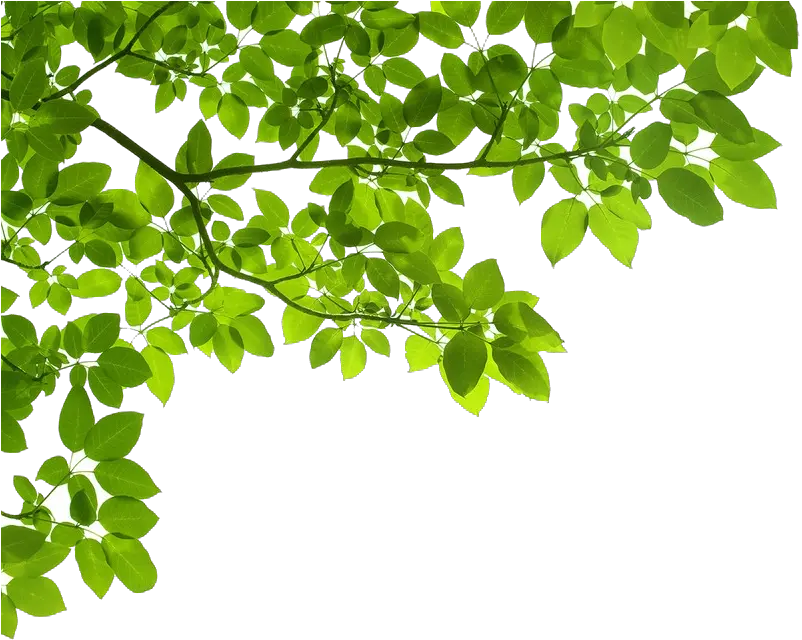 Real Tree Branch Png Images Collection