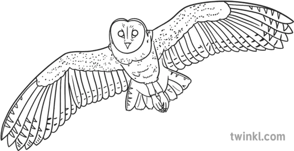 Barn Owl In Flight Black And White Rgb Owl Png Barn Owl Icon
