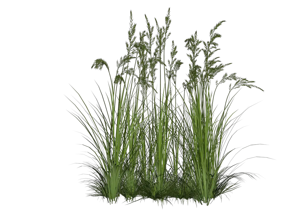 Wild Grass Tall Grass Png Wild Grass Png