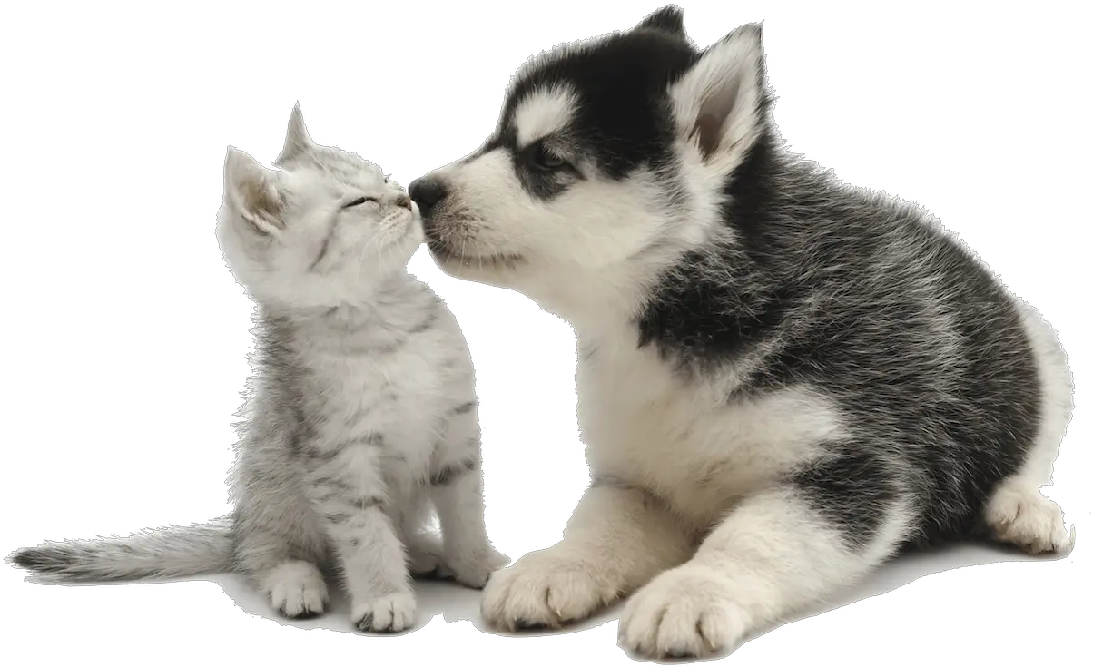 Cute Puppykissingkitten Animalmama Cat And Dog Backgrounds Png Kitten Transparent Background