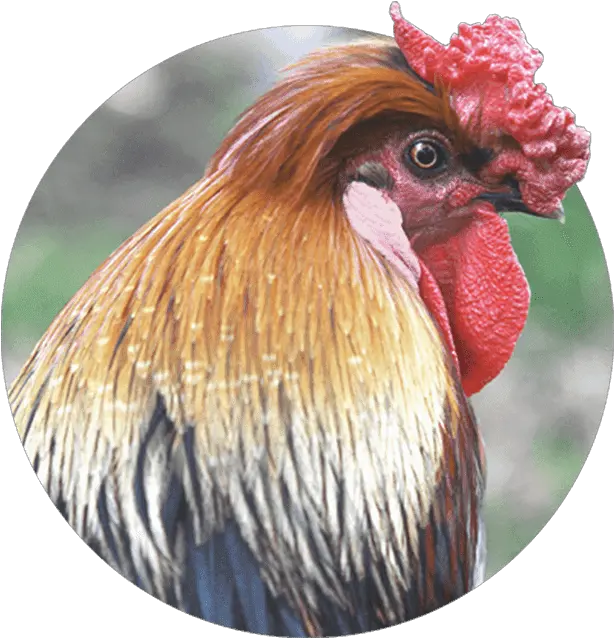 Birds Chickens Ducks U0026 Exotic Infection Injury Chicken Blur Png Chicken Head Icon