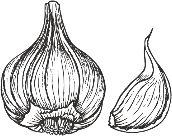 Download Drawn Onion White Png Garlic Drawing Png Image Garlic Drawing Png Onion Transparent Background