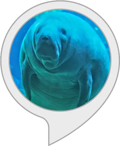 Amazoncom Interesting Facts Manatees Alexa Skills Manatee Png Manatee Png