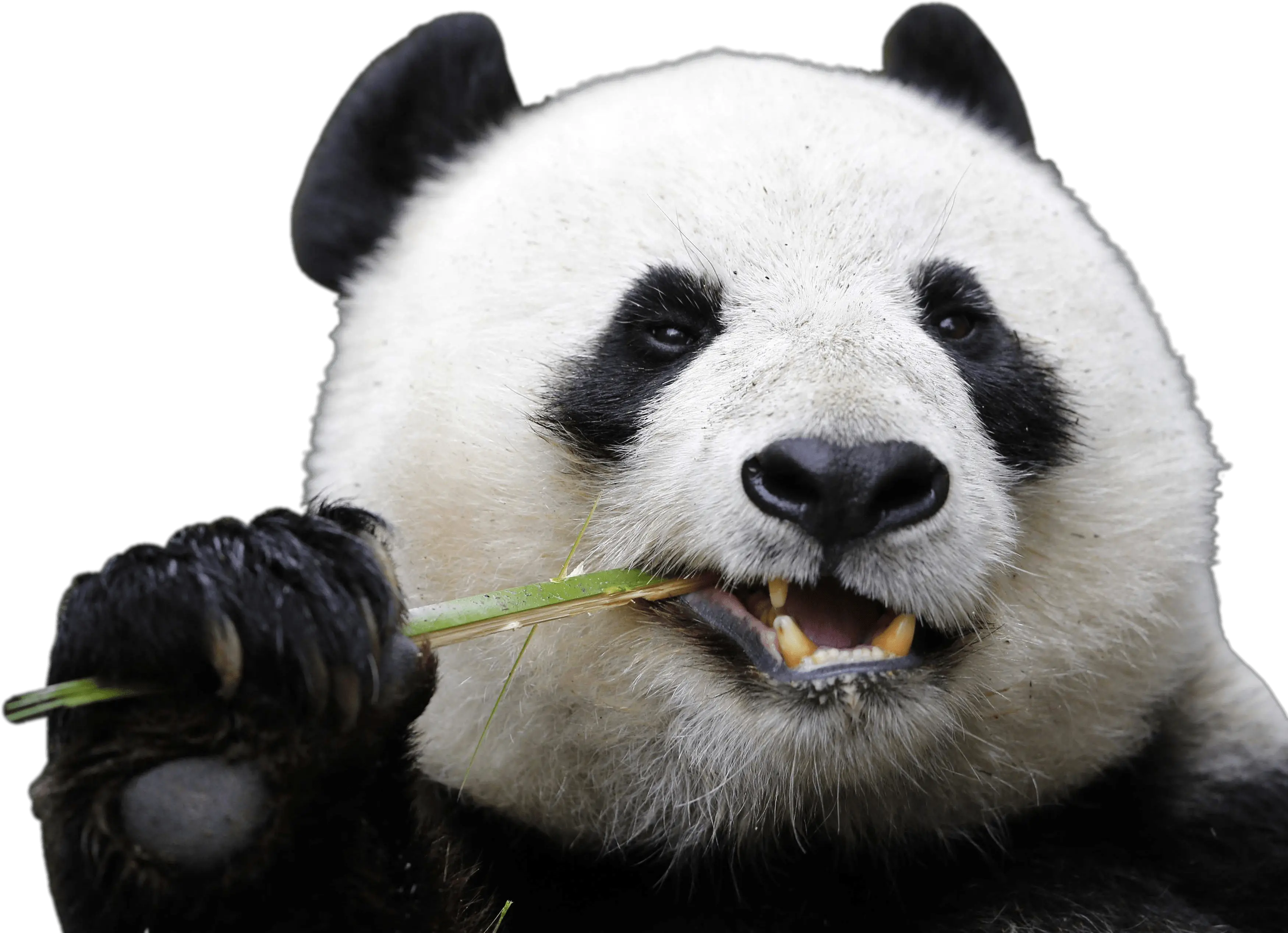Eating Panda Transparent Png Stickpng Animals That Live In The Rainforest Eating Png