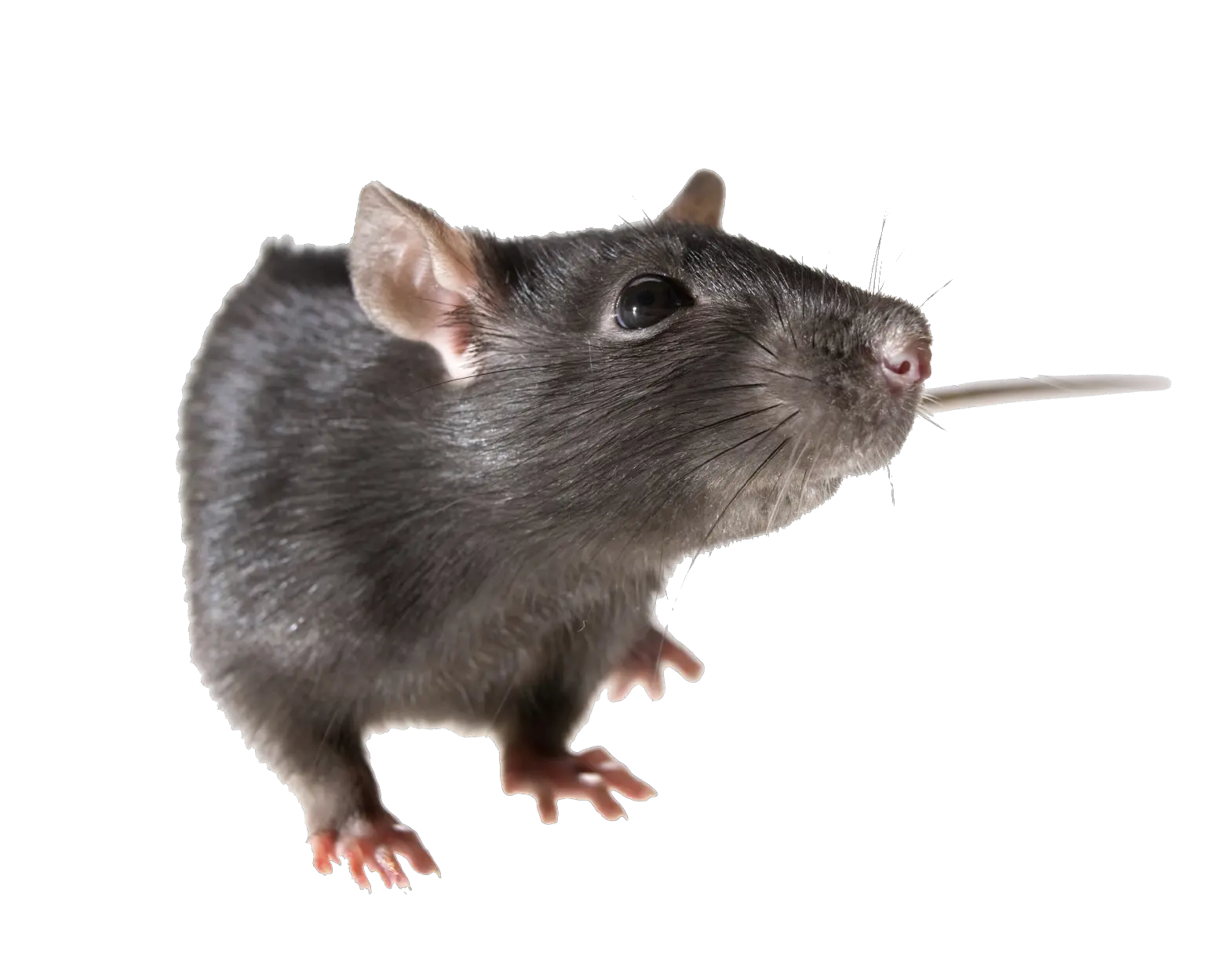 Transparent Background Rat Png Transparent Background Rat Png Rat Transparent