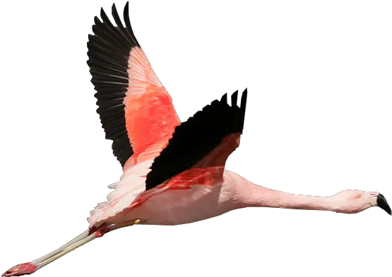 Flamingo Flying Transparent Background Flamingo Flying Transparent Background Png Flamingo Transparent Background