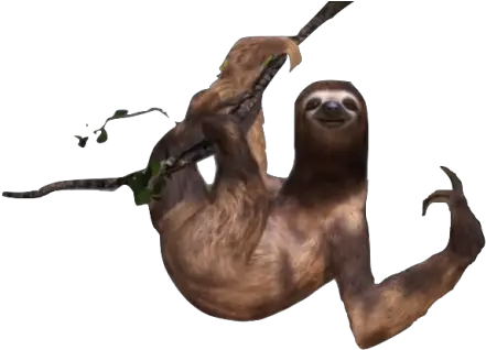 Sloth Png Images Free Png Library North American River Otter Sloth Png